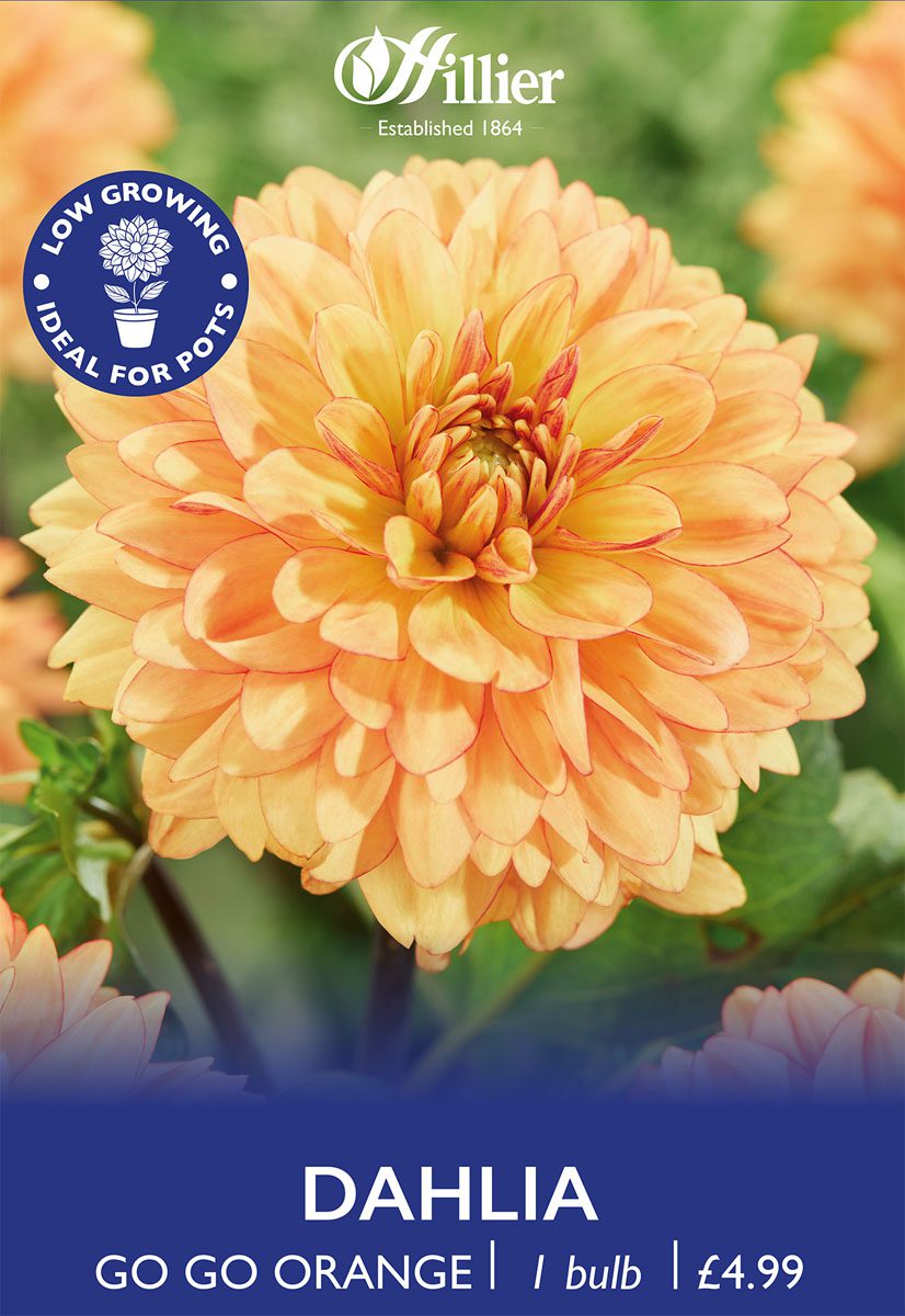 8718641970287 1 Dahlia Go Go Orange.jpg
